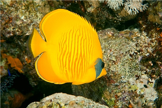 黄色蝴蝶鱼