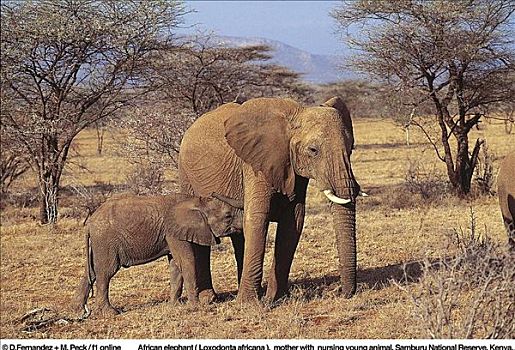 非洲象,母兽,哺乳,小动物,哺乳动物,萨布鲁国家公园,肯尼亚,非洲,动物