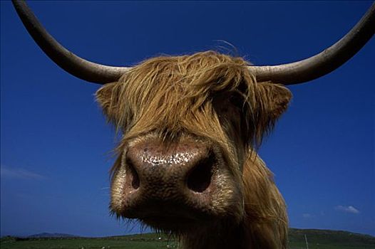 高原牛,斯凯岛,苏格兰