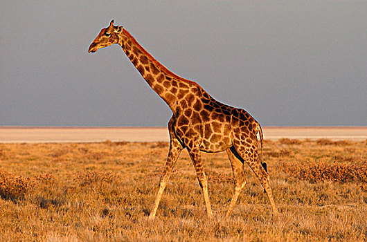 长颈鹿,成年,走,靠近,埃托沙国家公园,纳米比亚,非洲