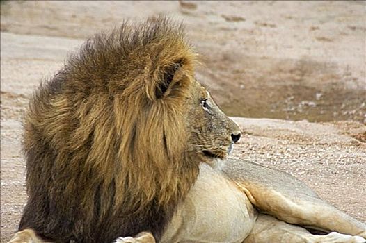 特写,狮子,树林,禁猎区,克鲁格国家公园,林波波河,南非
