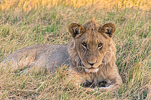 博茨瓦纳,乔贝国家公园,萨维提,幼小,雄性,狮子,摄影
