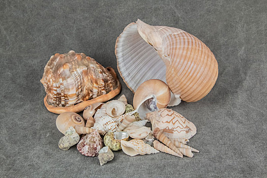 海洋生物海螺贝壳静物装饰品