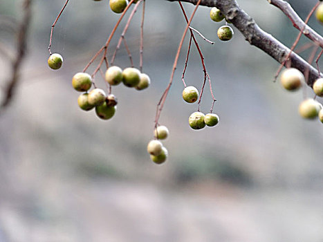 野果