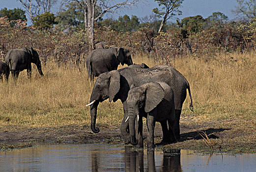 三个,非洲象,幼兽,站立,土地,万基国家公园,津巴布韦