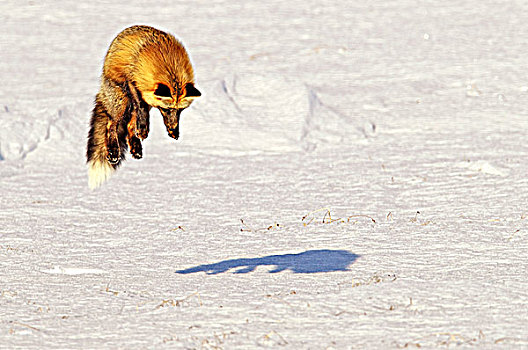 狐狸,跳跃,空气,猎捕,啮齿类动物,育空地区,加拿大