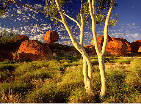 橡胶树,魔鬼石,北领地州,澳大利亚