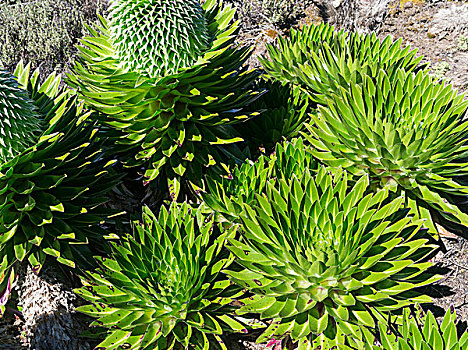 巨大,山梗莱属植物,肯尼亚山,国家公园,肯尼亚,非洲