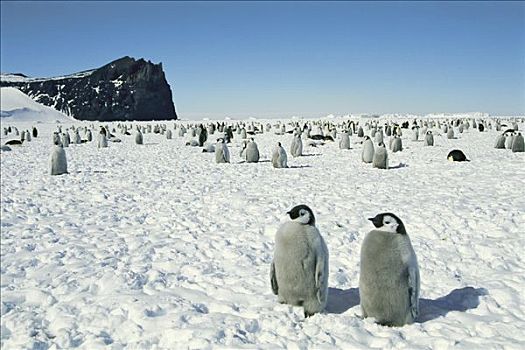 帝企鹅,两个,幼禽,父母,罐,鸟,南极