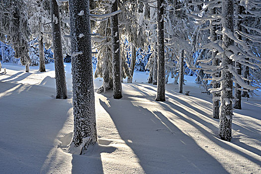 树干,雪,遮盖,针叶树,树,图林根州,德国