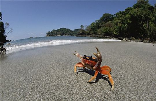 万圣节,螃蟹,防卫姿势,海滩,曼纽尔安东尼奥国家公园,哥斯达黎加