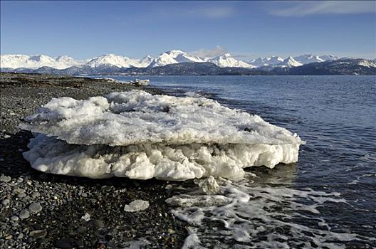 浮冰,岸边,卡契马克湾,肯奈半岛,阿拉斯加,美国