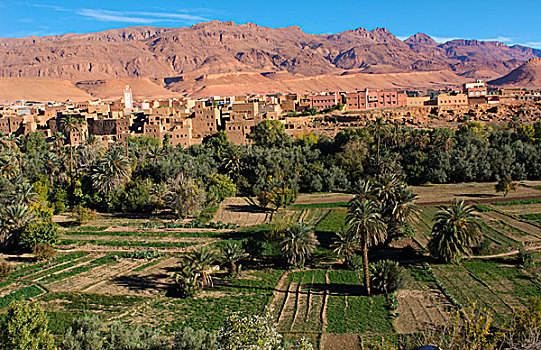 摩洛哥,阿特拉斯山脉,绿洲,乡村,漂亮,山,绿色,棕榈树