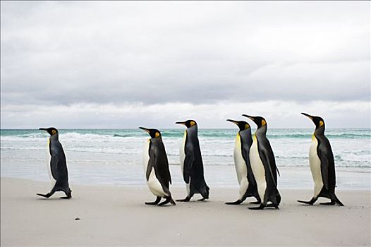 帝企鹅,群,海滩,自愿角,东福克兰,岛屿,福克兰群岛