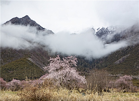 野桃花观赏圣地索松村