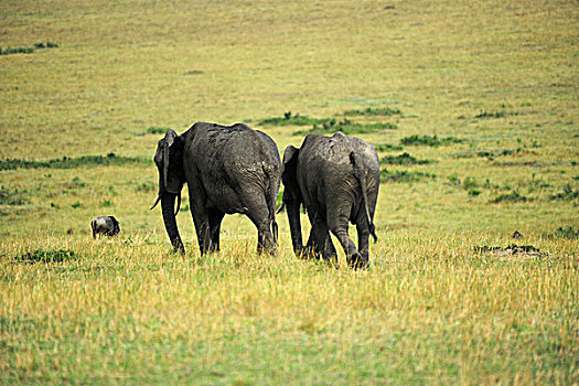 肯尼亚,马赛马拉国家保护区,大象,情侣,走,热带草原