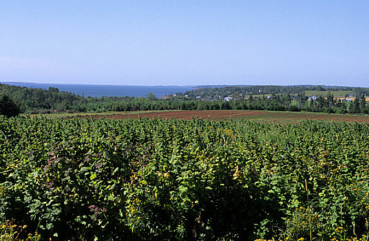 加拿大,爱德华王子岛,靠近,树莓,地点