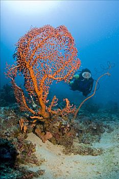 潜水,珊瑚礁,后面,柳珊瑚虫,印度尼西亚