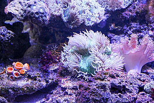 色彩斑斓的水下珊瑚