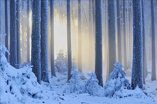 粗厚,积雪,冬日树林,阿尔皋,瑞士,欧洲