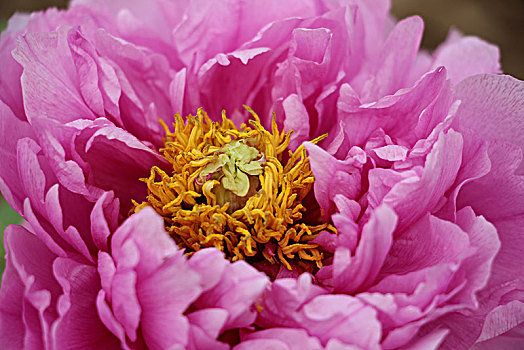 牡丹花,牡丹花特写