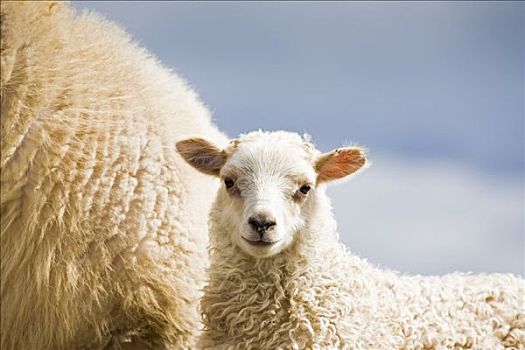 冰岛,羊羔