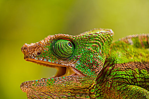 madagascar马达加斯加chameleon变色龙微距摄影开口