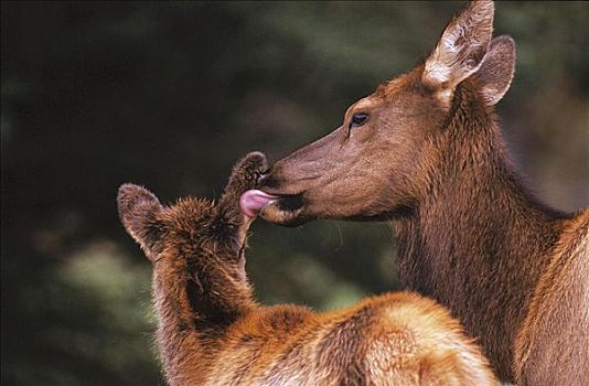 北美马鹿,麋鹿,鹿,哺乳动物,小动物,落基山脉,加拿大,北美,动物