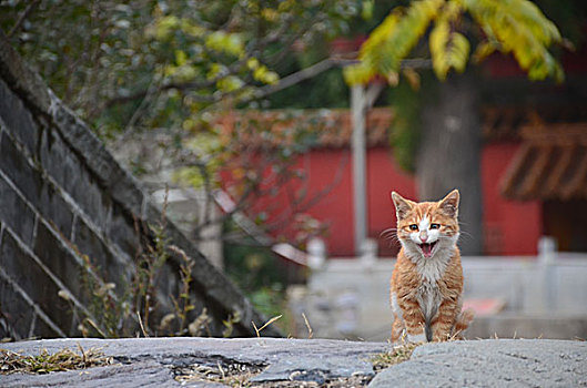 猫眯