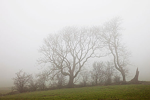 雾,上方,土地,树,诺森伯兰郡,英格兰