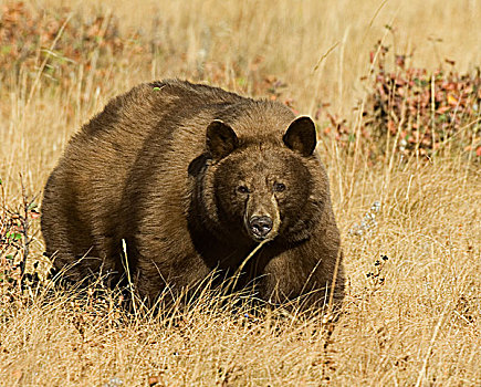 黑熊,美洲黑熊,成年,桂皮,阶段,大量,浆果,熊,层次,过度,脂肪,瓦特顿湖国家公园,西南方,艾伯塔省,加拿大