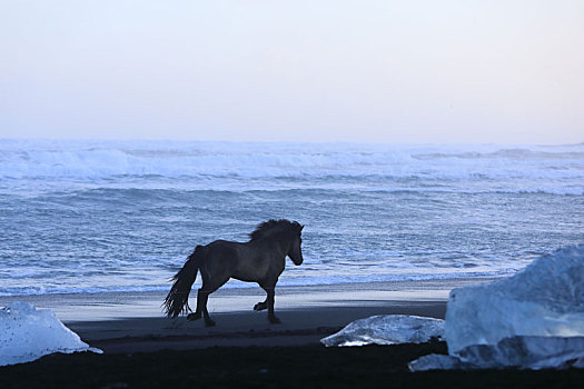 冰岛马