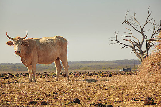 公牛,农场,靠近,德克萨斯,美国