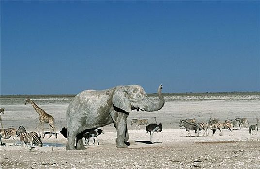 非洲象,长颈鹿,鸵鸟,斑马,埃托沙国家公园,纳米比亚,鸵鸟属,马