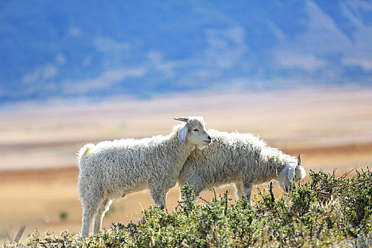 山羊,放牧,南,巴塔戈尼亚,草原