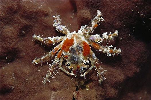 蜘蛛蟹,海绵,保护色,婆罗洲