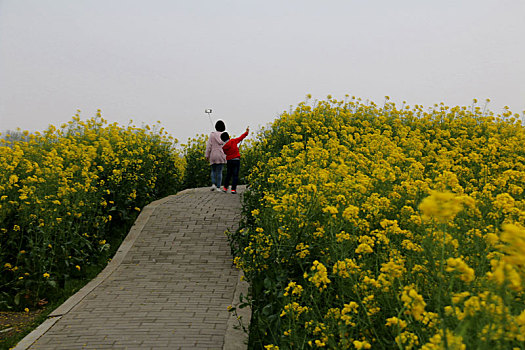 油菜花