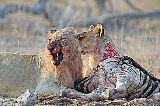 两个,狮子,进食,白氏斑马,斑马,畜体,埃托沙国家公园,纳米比亚,非洲