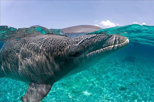 大西洋瓶鼻海豚