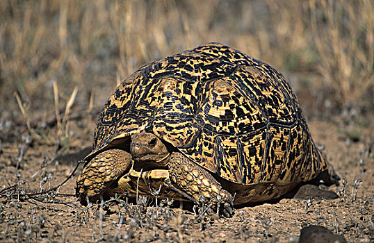 龟,肯尼亚,非洲