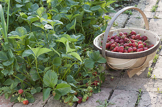 草莓,丰收,有机,花园