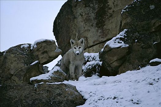 北极狼,狼,幼仔,靠近,窝,艾利斯摩尔岛,加拿大