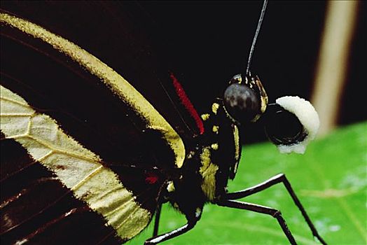 黑虎斑蝶图片