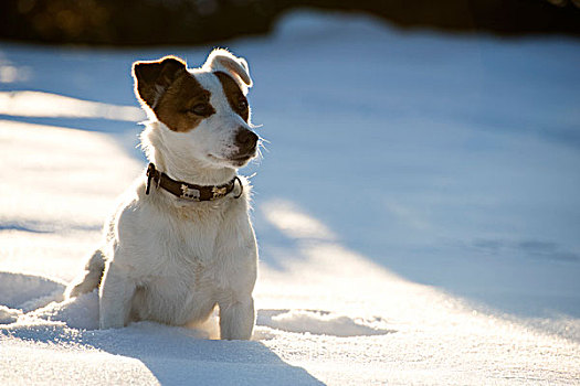 狗,坐,雪中