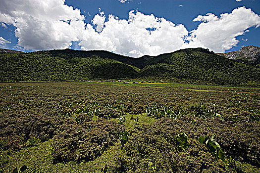 草地,香格里拉,中国