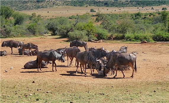 角马,南非
