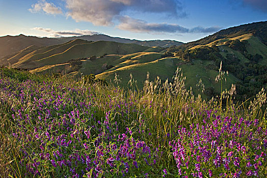 美洲,野花,圣露西亚,山,靠近,加利福尼亚,美国