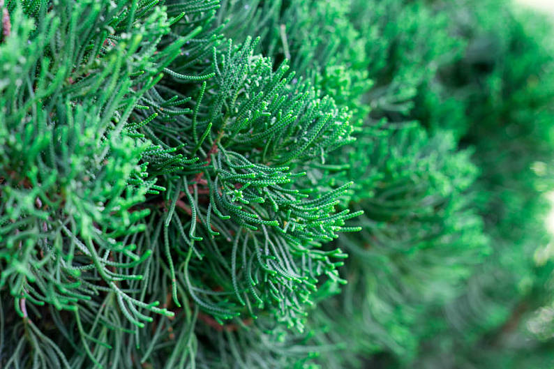 翠绿,叶子,绿叶,自然,植物,背景_高清图片_全景视觉