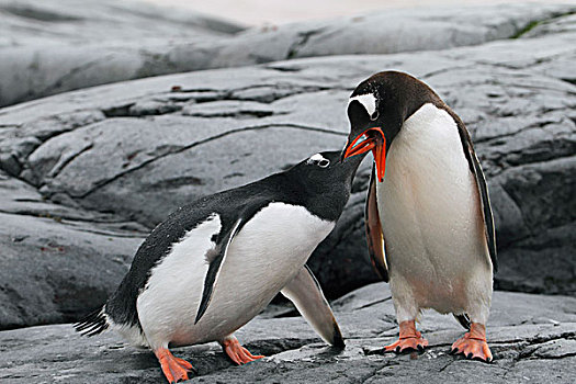 巴布亚企鹅,喂食,幼兽,南极半岛,南极