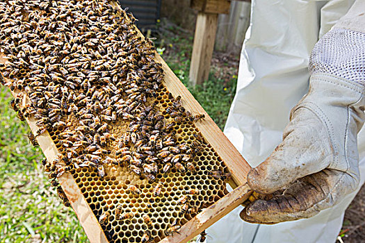 养蜂人,拿着,蜂窝,蜜蜂,特写